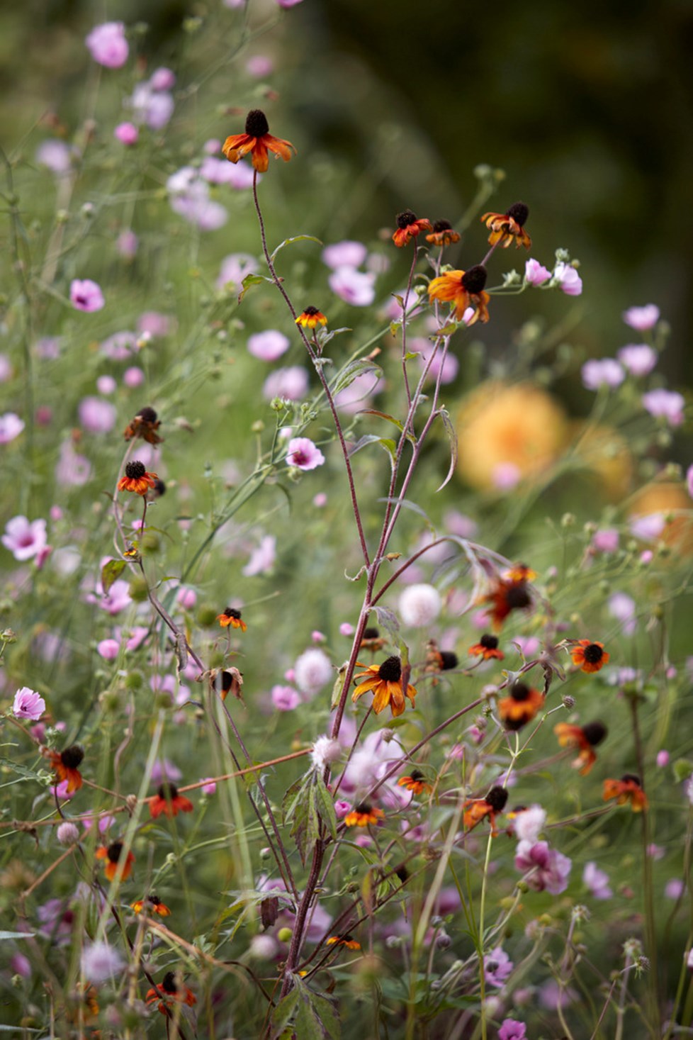 P017 Holme Hale Hall September 2020 N76 Medium