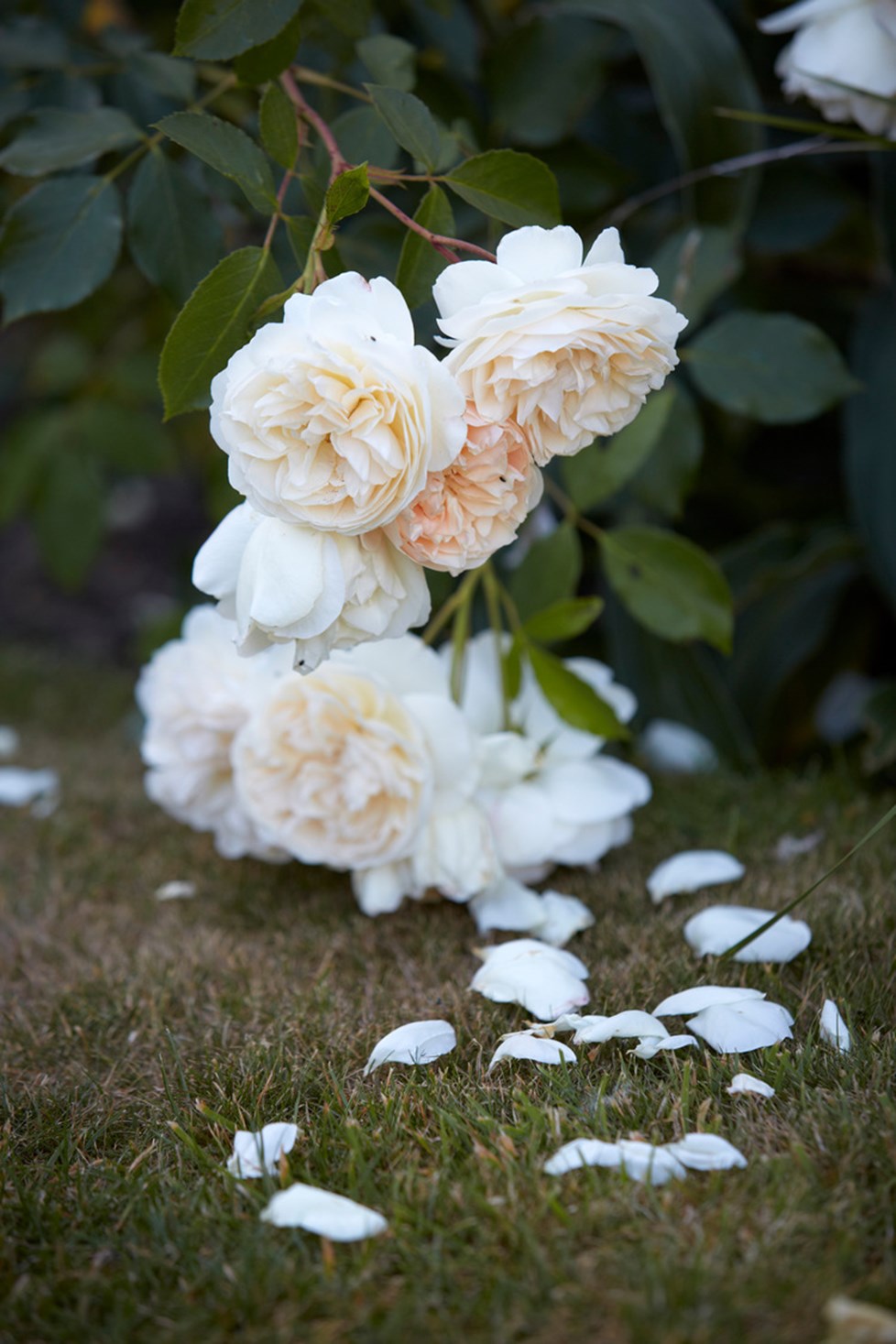 R 180713 N188 Medium