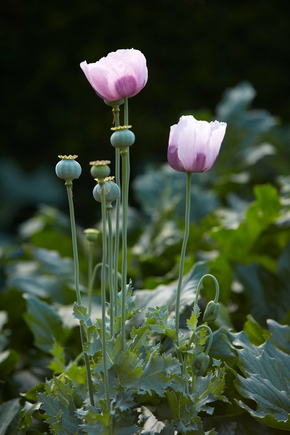 R 180713 N701 Medium