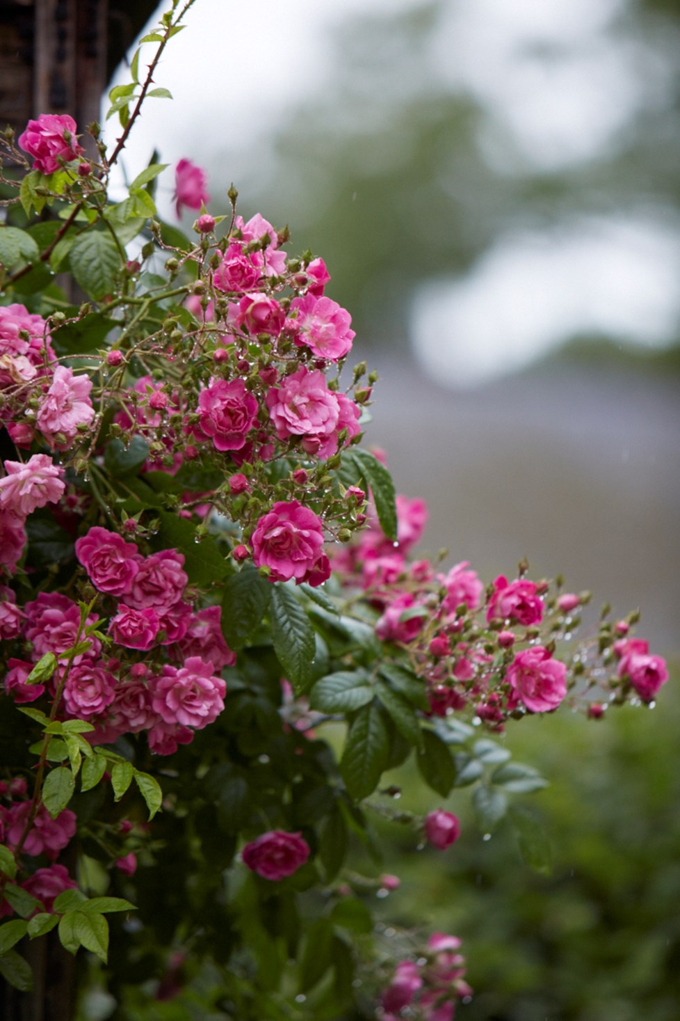 IMG 0005 Photography By Britt Willoughby Dyer ©