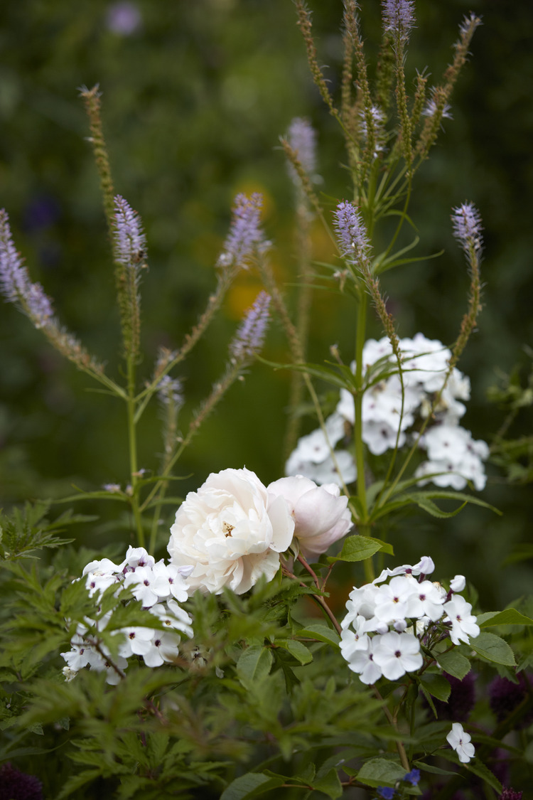 P510 July 2020 N281 Medium