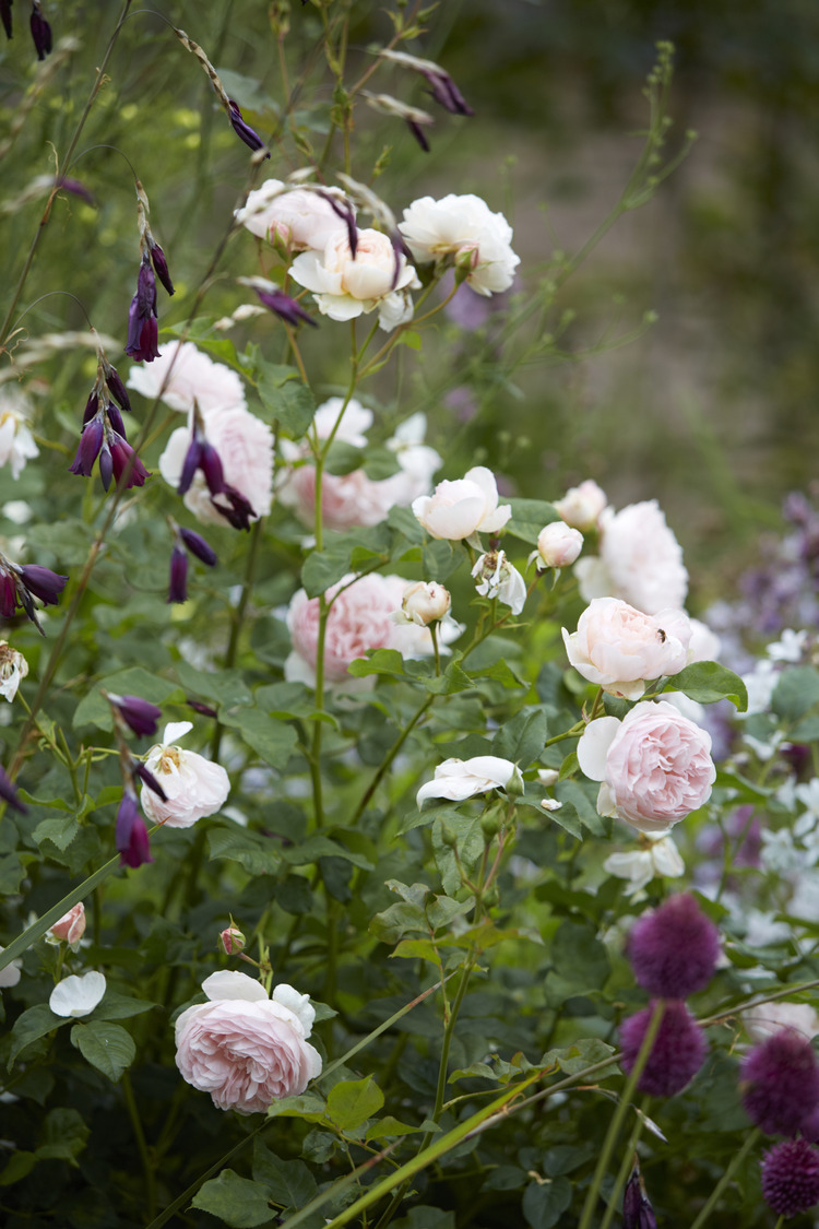 P510 July 2020 N293 Medium