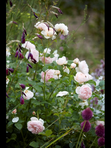 P510 July 2020 N293 Medium