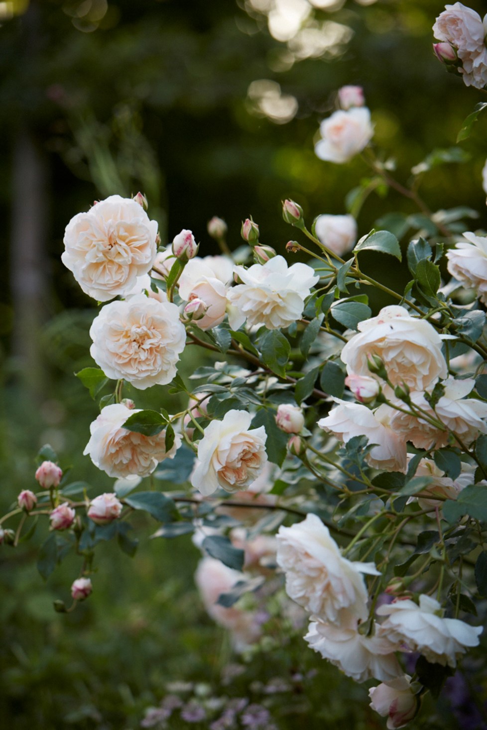 IMG 3241Photography By Britt Willoughby Dyer ©