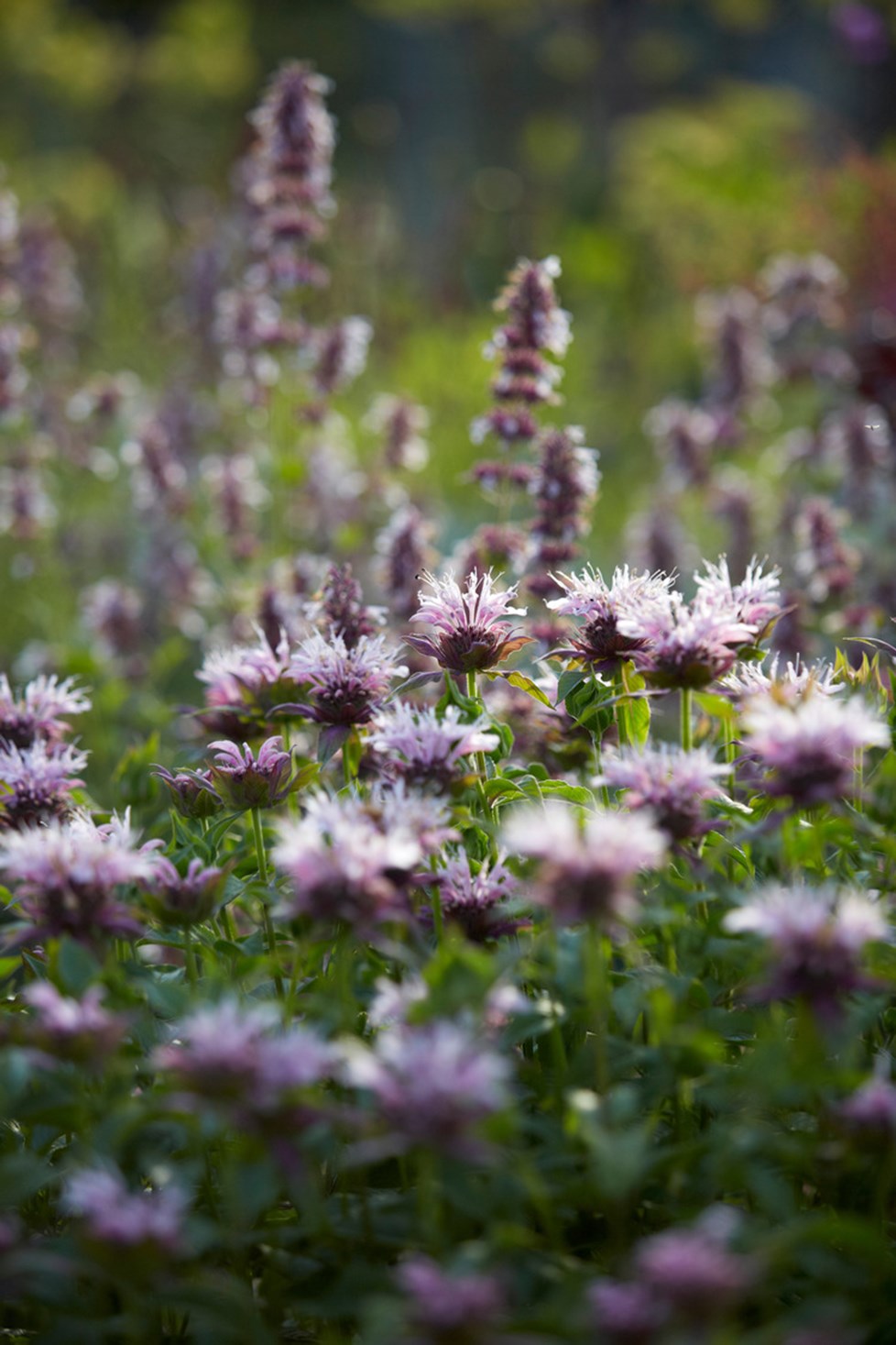 P017 Project 017 N375 Medium