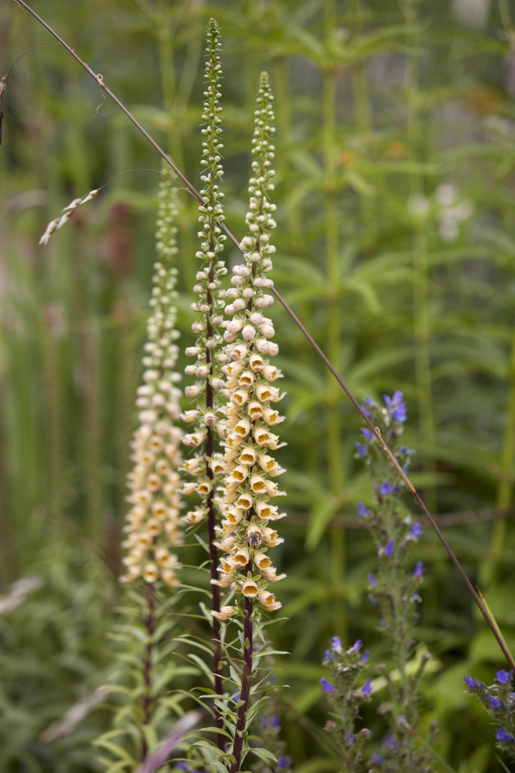 P510 July 2020 N279 Medium