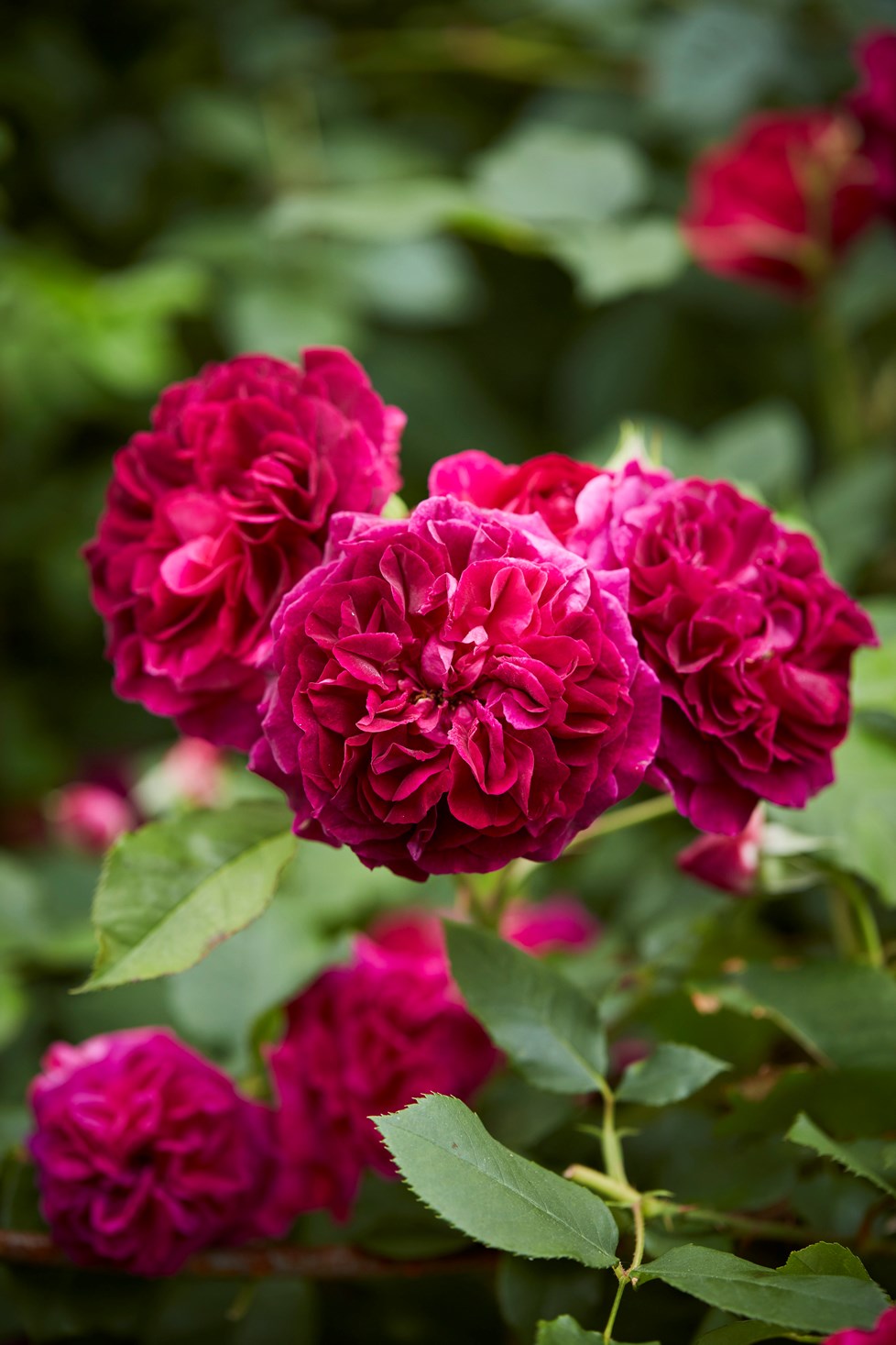 P664 Ngoc Minh Ngo N49 Print