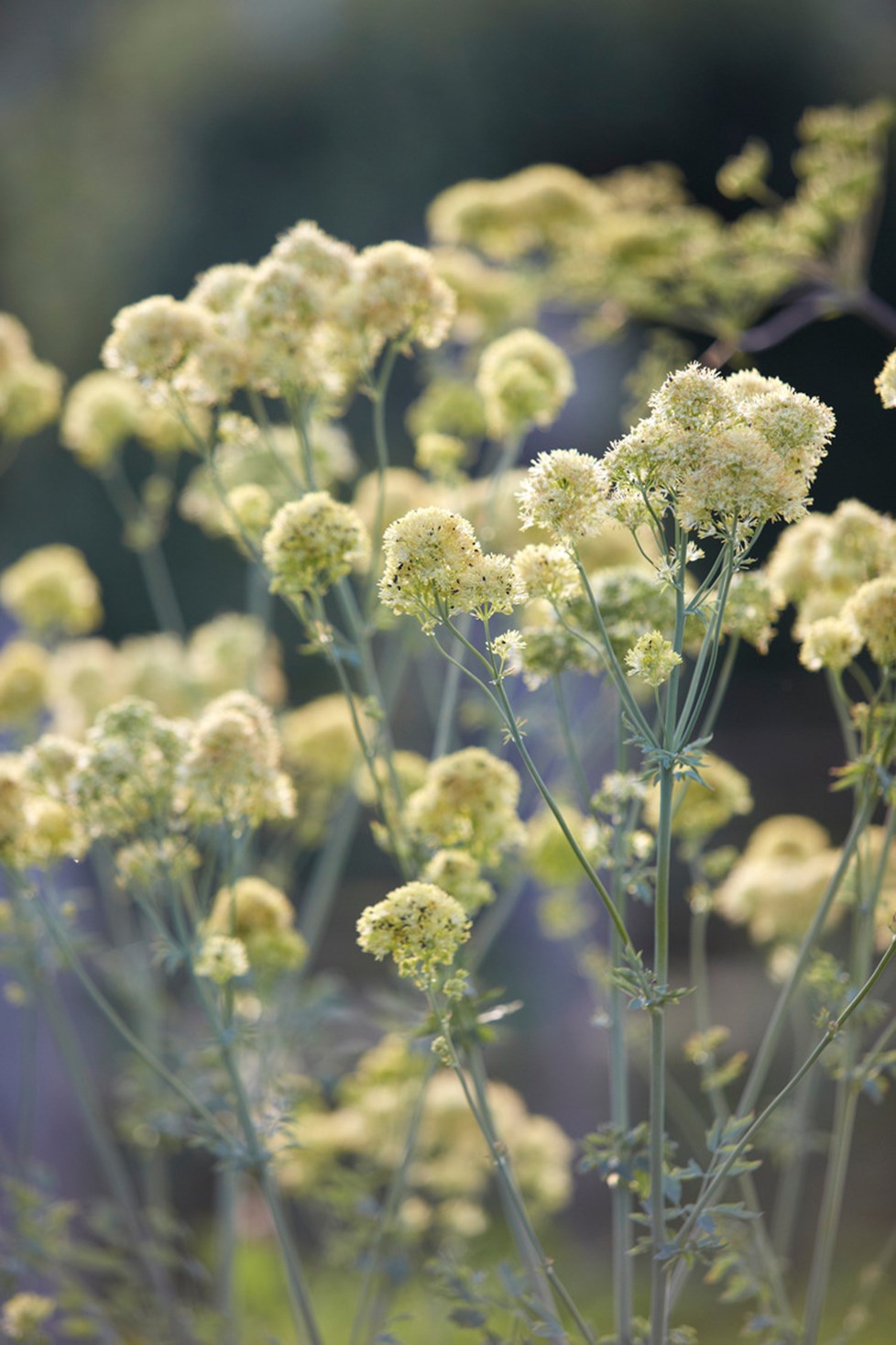 P017 Project 017 N372 Medium