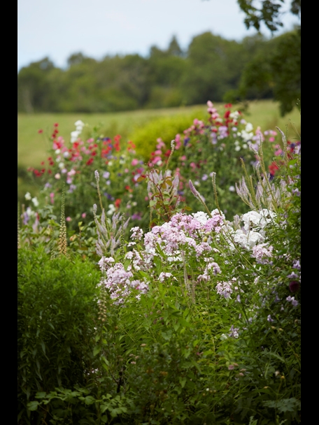 P510 July 2020 N466 Medium