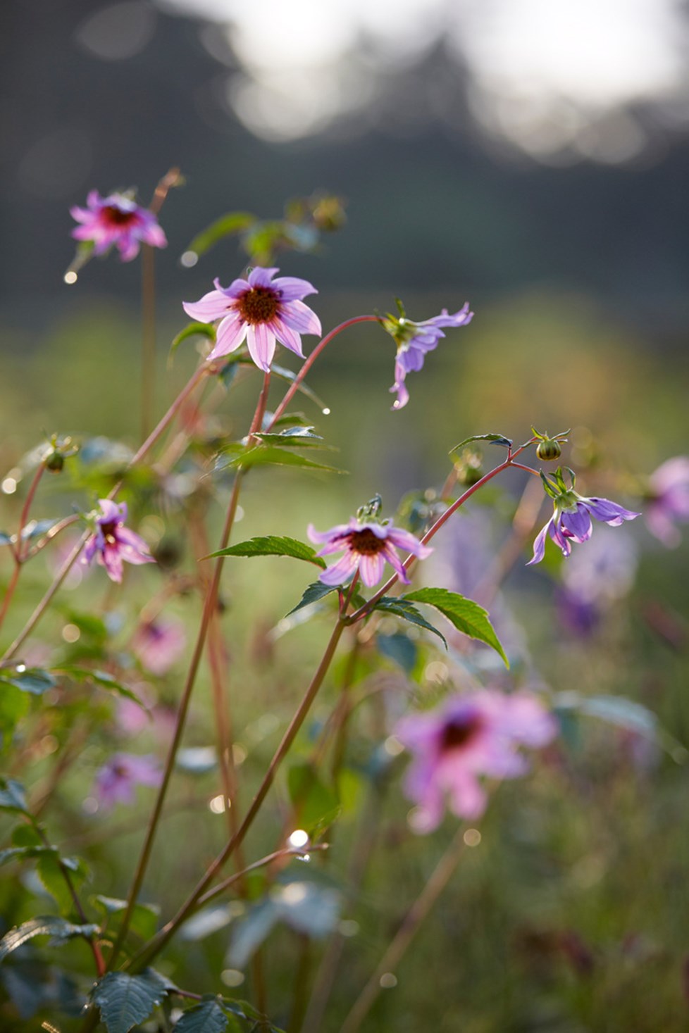 P017 Project 017 N470 Medium