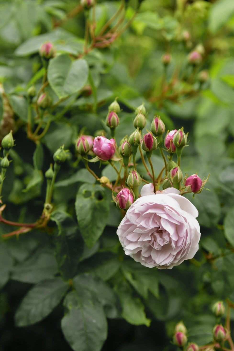 P636 N82 Medium (1)2