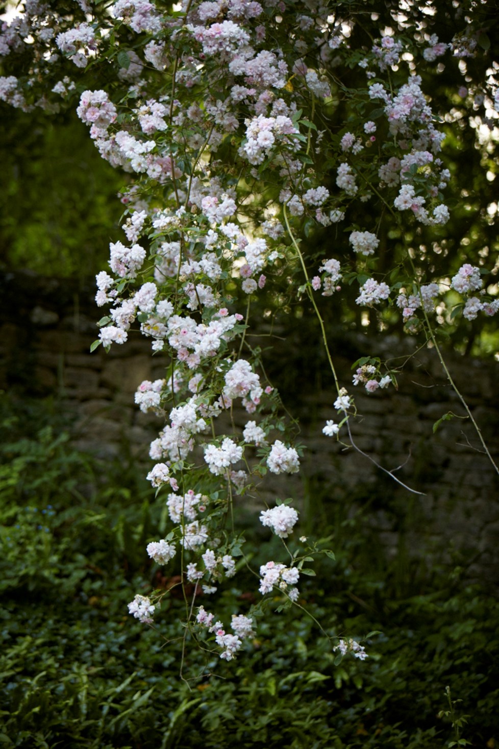 IMG 3220Photography By Britt Willoughby Dyer ©