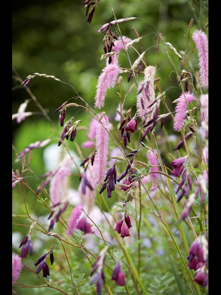 P510 July 2020 N292 Medium