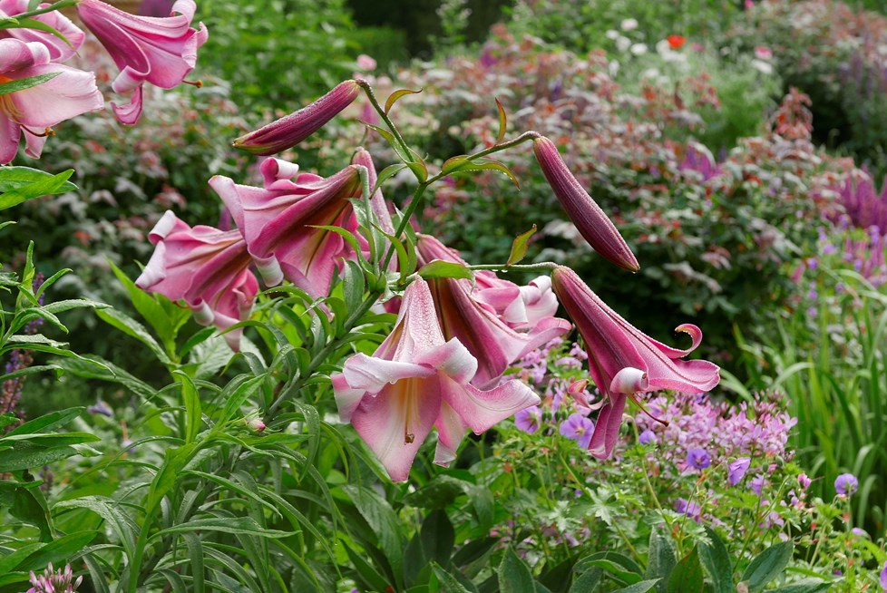 P664 18Leeave Kristyramage 190710 N21 Print